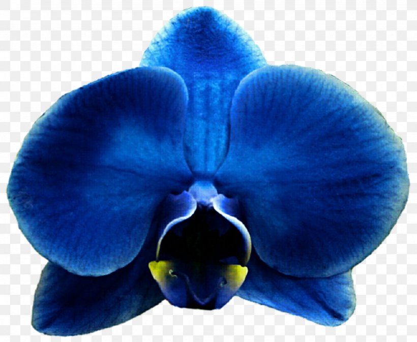 Blue Flower Moth Orchids Clip Art, PNG, 1024x841px, Blue, Cobalt Blue, Color, Dendrobium, Drawing Download Free