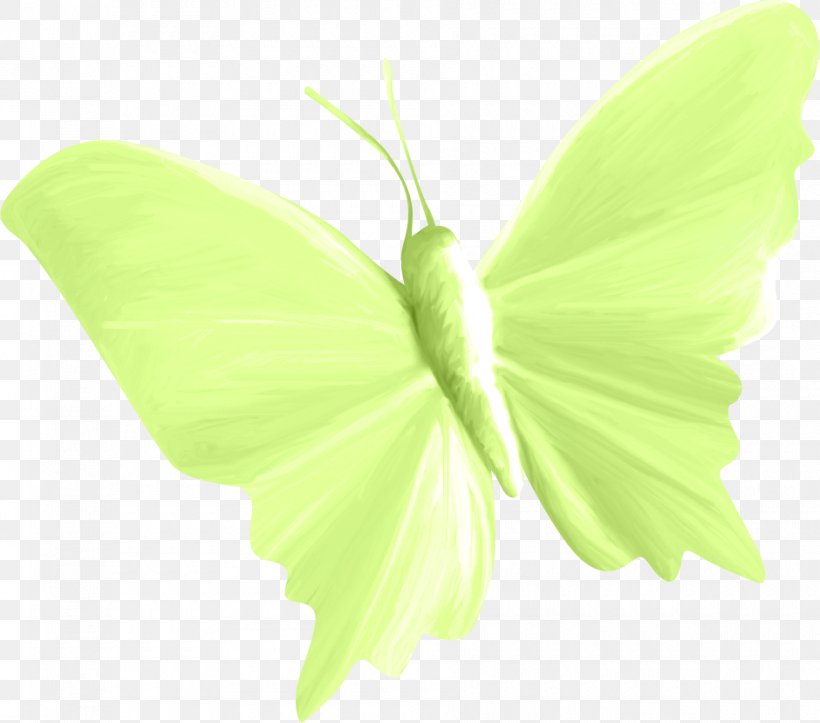 Butterfly Insect Paper Moth, PNG, 940x829px, Butterfly, Butterflies And Moths, Data Compression, Green, Insect Download Free