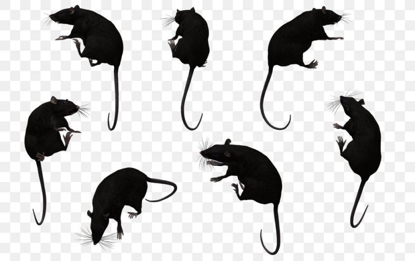 Mouse Cat Black Rat Muroids, PNG, 1024x645px, Mouse, Animal, Black And White, Black Rat, Carnivoran Download Free