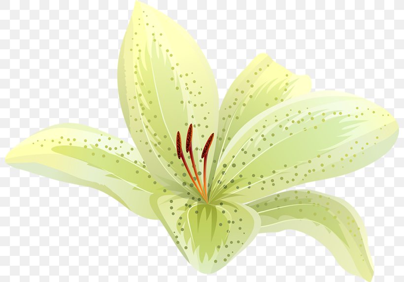 Orange Polska, PNG, 800x573px, Orange, Flower, Flowering Plant, Lily, Orange Polska Download Free