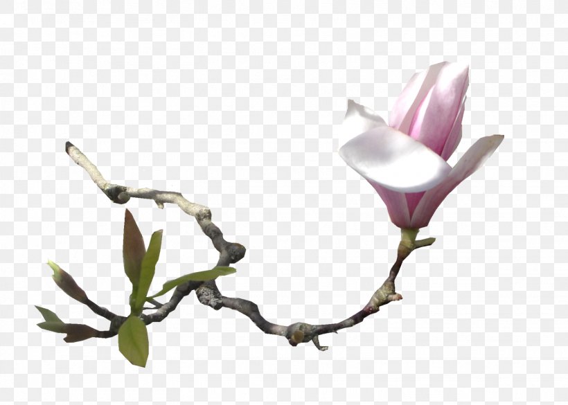 Southern Magnolia Flower Email Clip Art, PNG, 1548x1106px, Southern Magnolia, Blossom, Branch, Bud, Cut Flowers Download Free