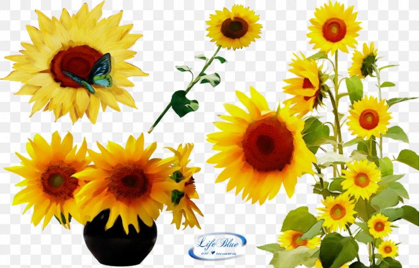 Sunflower, PNG, 1024x657px, Watercolor, Cut Flowers, Flower, Flowering Plant, Paint Download Free