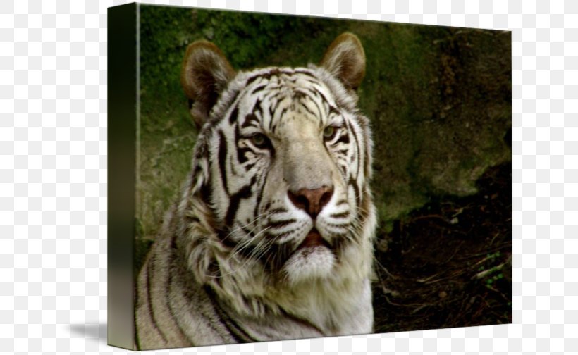 Tiger Whiskers Cat Snout Terrestrial Animal, PNG, 650x504px, Tiger, Animal, Big Cat, Big Cats, Carnivoran Download Free