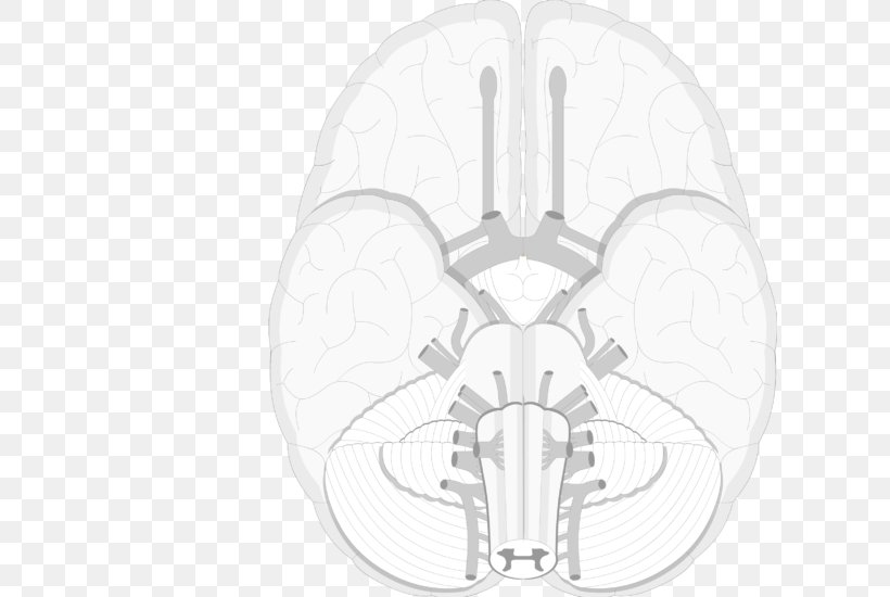 Brain Bone Cranial Nerves Nervous System, PNG, 613x550px, Watercolor, Cartoon, Flower, Frame, Heart Download Free
