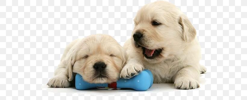 Golden Retriever Labrador Retriever Puppy Dog Breed Companion Dog, PNG, 562x333px, Golden Retriever, Animal, Breed Group Dog, Carnivoran, Companion Dog Download Free