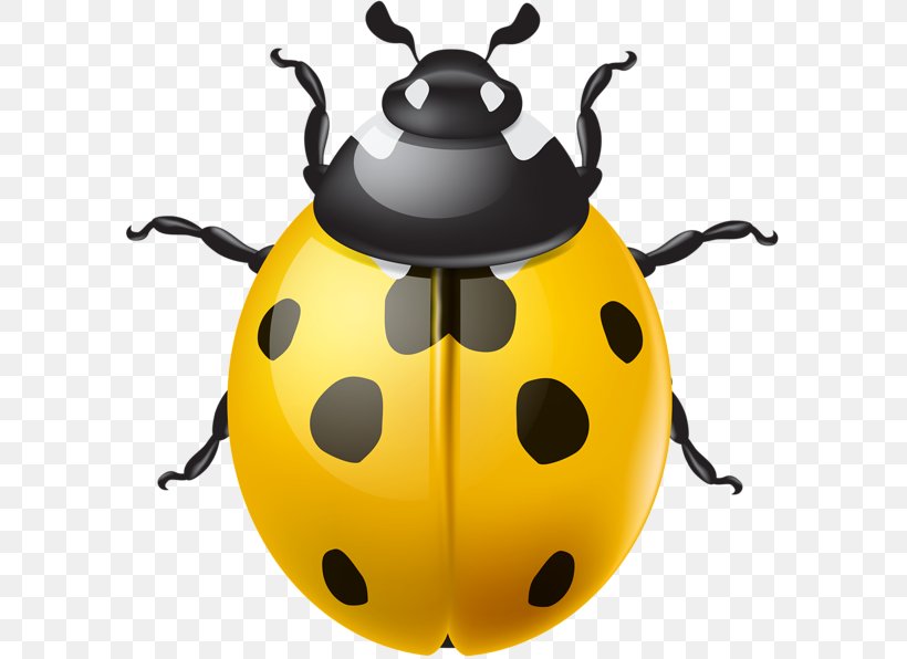 Ladybird Beetle Clip Art, PNG, 600x596px, Ladybird, Beetle, Insect, Invertebrate, Photography Download Free