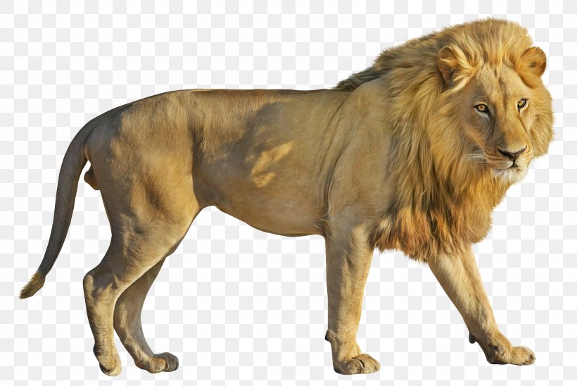 Lion Roar Clip Art, PNG, 1850x1237px, Lion, Big Cats, Carnivoran, Cat Like Mammal, Felidae Download Free