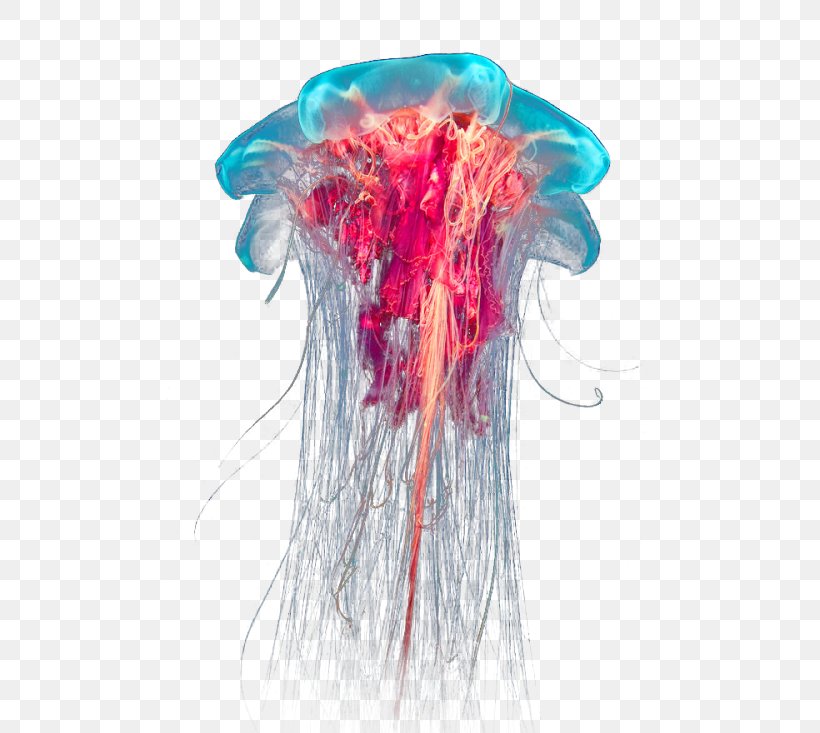 Lion's Mane Jellyfish Ocean Box Jellyfish, PNG, 500x733px, Jellyfish, Animal, Box Jellyfish, Deep Sea, Information Download Free