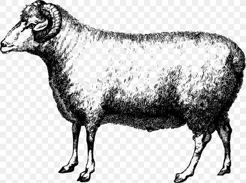 Merino Suffolk Sheep Wool Clip Art, PNG, 1000x746px, Merino, Animal, Bighorn Sheep, Black And White, Bull Download Free