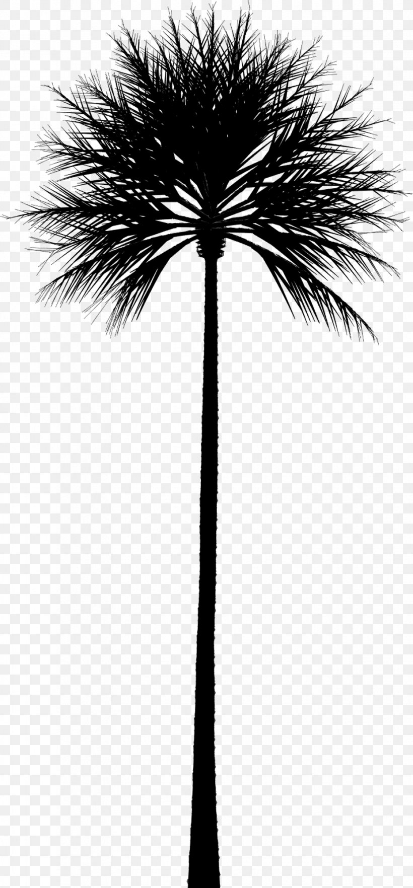 Asian Palmyra Palm Palm Trees Chamaerops Dwarf Fan Palm, PNG, 929x1999px, Asian Palmyra Palm, Arecales, Blackandwhite, Borassus Flabellifer, Ceiling Fans Download Free