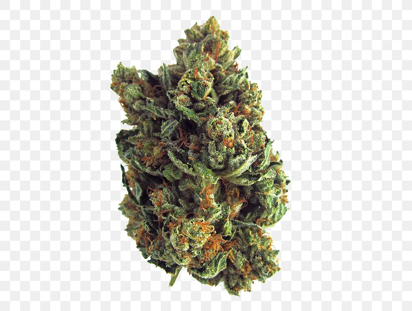 Cannabis Cup Kush Medical Cannabis Joint, PNG, 500x620px, 420 Day, Cannabis Cup, Bong, Cannabidiol, Cannabis Download Free