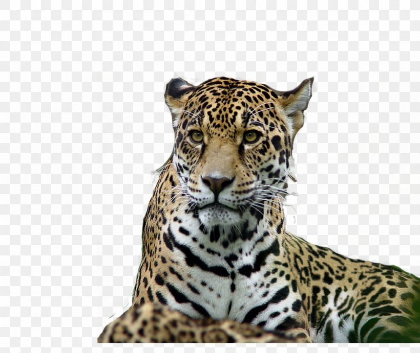 Leopard Tiger Jaguar Lion, PNG, 974x821px, Leopard, Animal, Big Cats, Carnivoran, Cat Like Mammal Download Free