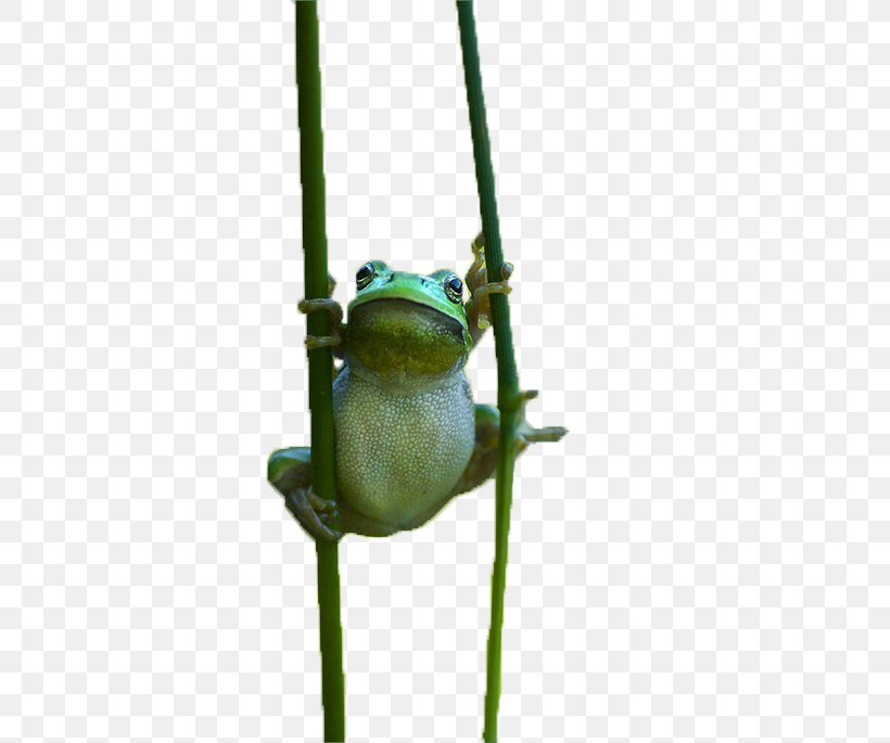 True Frog Tree Frog, PNG, 500x685px, True Frog, Amphibian, Frog, Organism, Photography Download Free