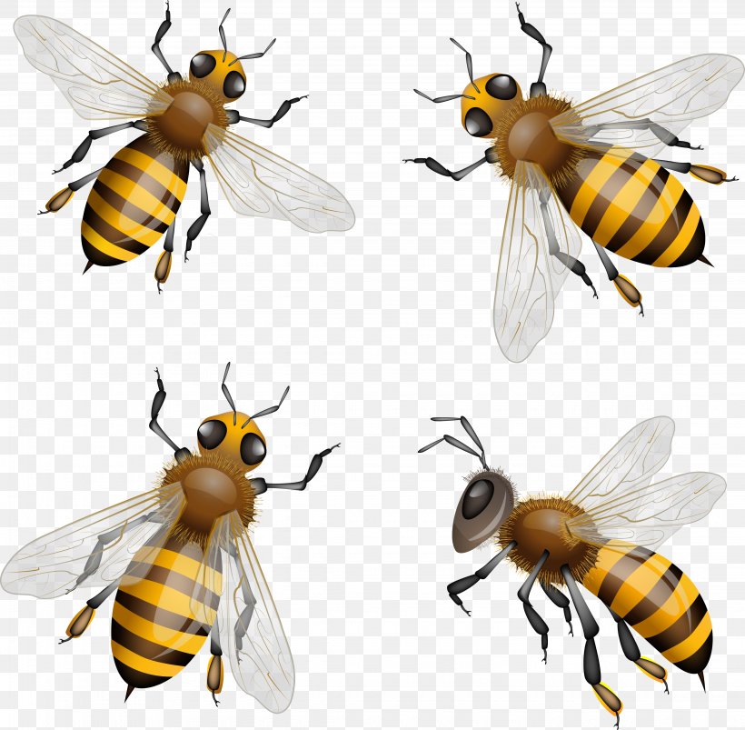 Western Honey Bee Clip Art Royalty-free Bumblebee, PNG, 4500x4410px, Western Honey Bee, Arthropod, Bee, Bee Pollen, Bumblebee Download Free