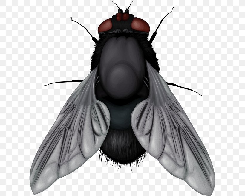 Western Province Fly River Papua Flight New Guinea, PNG, 623x658px, Insect, Arthropod, Display Resolution, Fictional Character, Fly Download Free