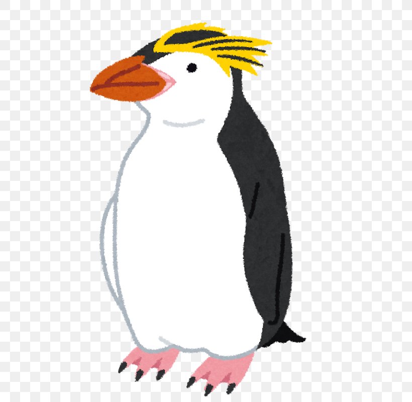 Adélie Penguin Gentoo Penguin Southern Rockhopper Penguin Otaru Aquarium, PNG, 583x800px, Penguin, Beak, Bird, Chinstrap Penguin, Earless Seal Download Free
