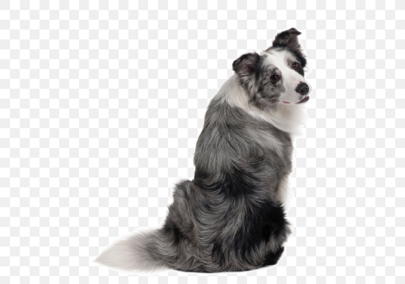 blue merle border collie puppies for sale in texas