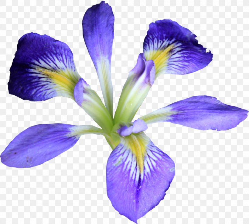 Iris Versicolor Purple Flower, PNG, 941x850px, Iris Versicolor, Flower, Flowering Plant, Iridaceae, Iris Download Free
