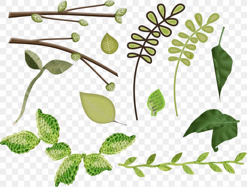 Leaf Plant Stem Herbalism Clip Art, PNG, 4092x3101px, Leaf, Branch, Flora, Grass, Green Download Free