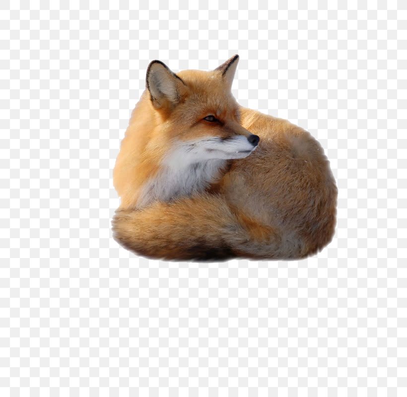 Red Fox Clip Art, PNG, 800x800px, Red Fox, Canidae, Carnivoran, Clipping Path, Dog Like Mammal Download Free