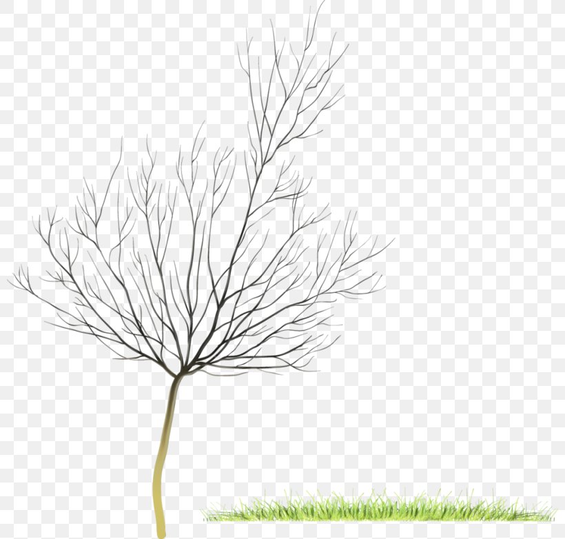 White Pine Grass Plant Leaf Grass Family, PNG, 800x782px, Watercolor, Branch, Grass, Grass Family, Leaf Download Free