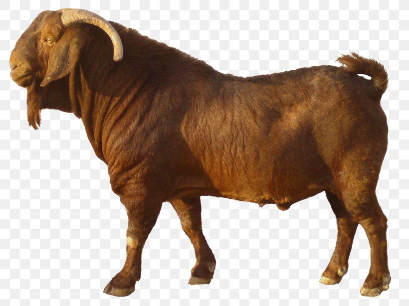 Boer Goat Jamnapari Goat Kalahari Red Goat Farming Sate Kambing, PNG, 800x614px, Boer Goat, Animal, Animal Husbandry, Aqiqah, Bull Download Free