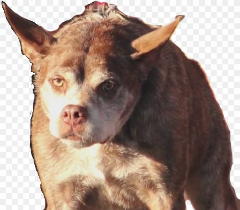 Dog Breed World's Ugliest Dog Contest Greyhound Racing, PNG, 1024x896px, Dog Breed, Animal, Animal Breeding, Breed, Breed Group Dog Download Free