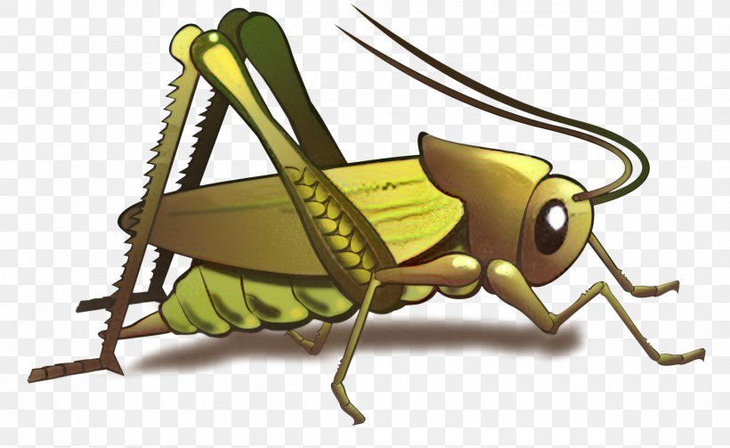 Grasshopper Cri-Cri Cricket Gryllidae T-shirt, PNG, 2398x1471px, Grasshopper, Arthropod, Clothing, Clothing Accessories, Cricket Download Free