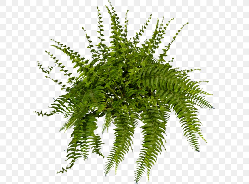 Plant Tree Fern Shrub, PNG, 600x607px, Plant, Artificial Flower, Brush, Fern, Ferns And Horsetails Download Free