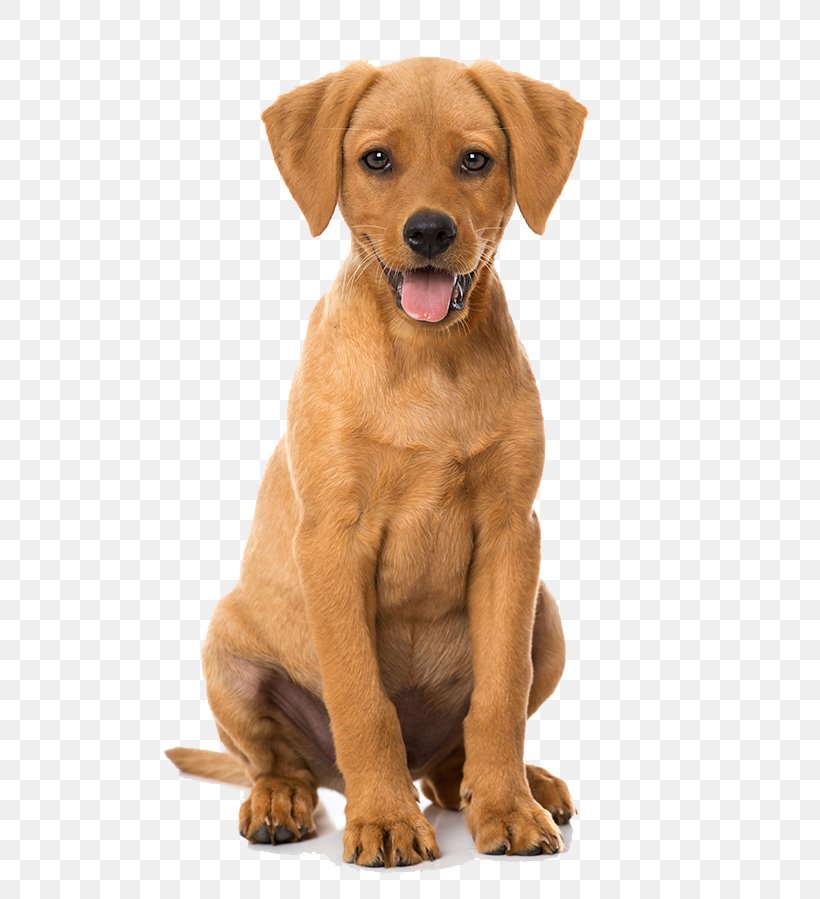 Puppy Dog Breed Labrador Retriever Rhodesian Ridgeback Wesson Animal Clinic, PNG, 600x899px, Puppy, Animal, Animal Rescue Group, Animal Shelter, Carnivoran Download Free