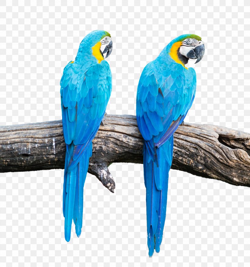 Blue-and-yellow Macaw Parrot Scarlet Macaw Bird, PNG, 3567x3808px, Blueandyellow Macaw, Beak, Bird, Blue, Common Pet Parakeet Download Free