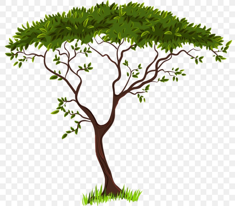 Clip Art, PNG, 800x719px, Tree, Blog, Branch, Drawing, Flower Download Free