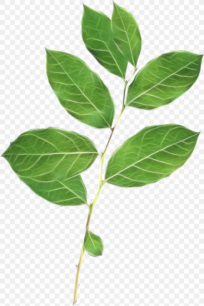 Leaf Branch Desktop Wallpaper Clip Art, PNG, 853x1280px, Leaf, Branch, Digital Image, English Walnut, Green Download Free