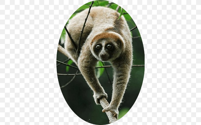 Primate Pygmy Slow Loris Nycticebus Kayan Sunda Slow Loris Nycticebus Bancanus, PNG, 512x512px, Primate, Animal, Fauna, Lemur, Loris Download Free