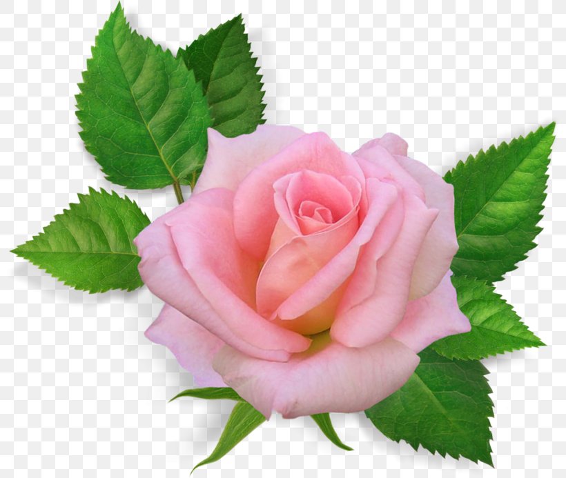 Rose Pink Flowers Clip Art, PNG, 800x693px, Rose, Android, Drawing, Floribunda, Flower Download Free
