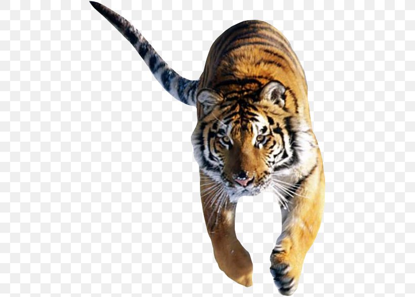 Cat Siberian Tiger Bengal Tiger Desktop Wallpaper White Tiger, PNG, 471x587px, Cat, Animal, Bengal Tiger, Big Cat, Big Cats Download Free