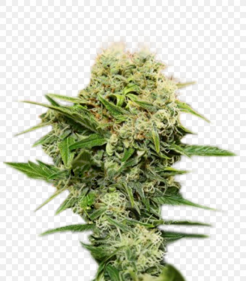 Feminized Cannabis Seed Cultivar Cannabis Cup, PNG, 1401x1600px, Cannabis, Autoflowering Cannabis, Blossom, Cannabis Cup, Cultivar Download Free