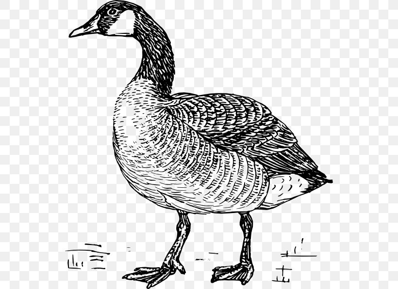 Greylag Goose Duck Bird Drawing, PNG, 552x597px, Goose, Beak, Bird, Black And White, Canada Goose Download Free