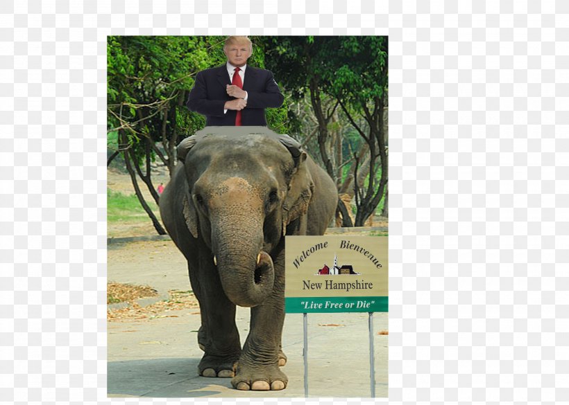 Indian Elephant African Elephant Tusk Mahout Elephantidae, PNG, 2100x1500px, Indian Elephant, African Elephant, Animal, Asian Elephant, Curtiss C46 Commando Download Free