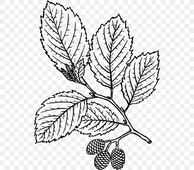 Red Alder Leaf Clip Art, PNG, 534x720px, Leaf, Alder, Alnus Acuminata, Artwork, Black And White Download Free