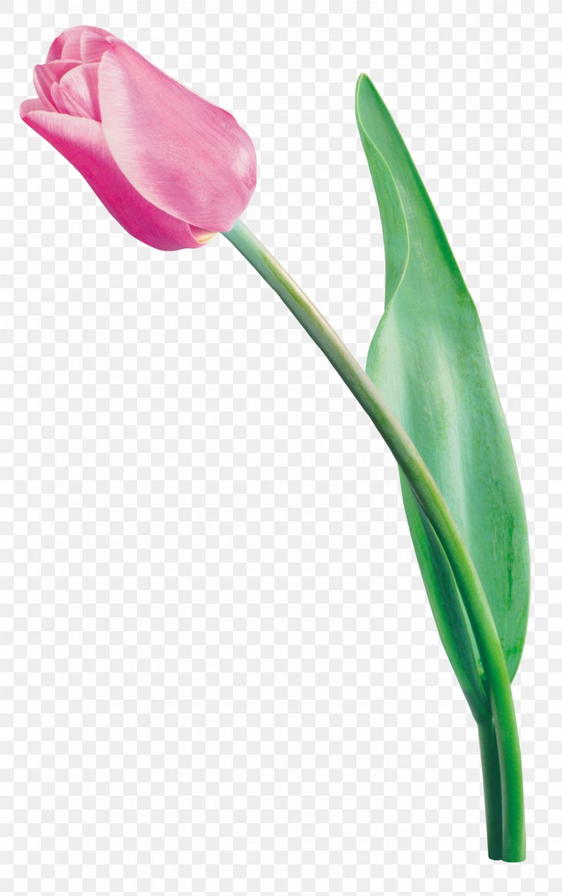 Tulip Digital Image Clip Art, PNG, 2964x4724px, Tulip, Arum, Bud, Digital Image, Drawing Download Free