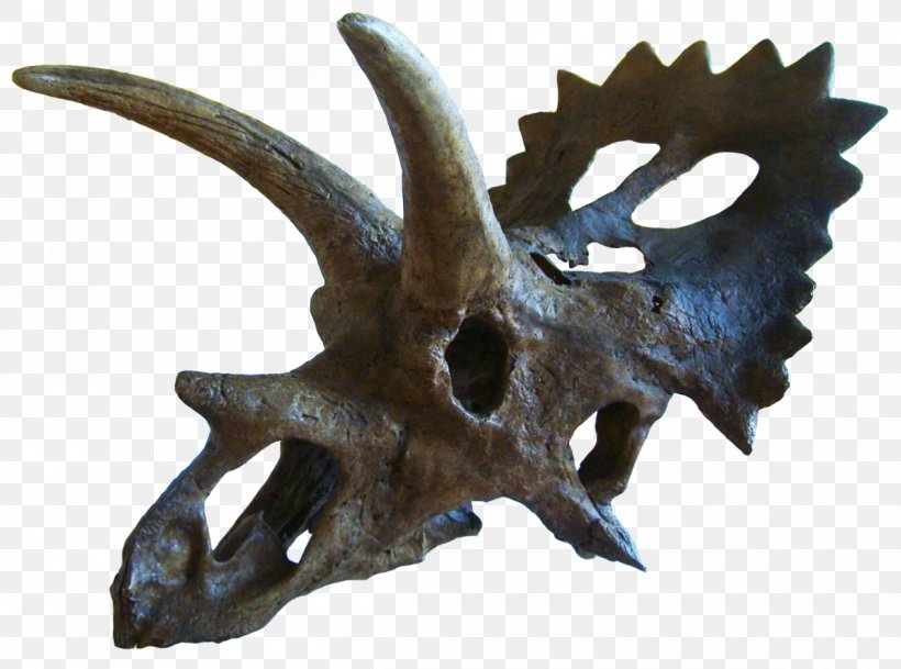 Anchiceratops Triceratops Late Cretaceous Chasmosaurus Arrhinoceratops, PNG, 1200x892px, Anchiceratops, Arrhinoceratops, Barnum Brown, Bone, Ceratops Download Free
