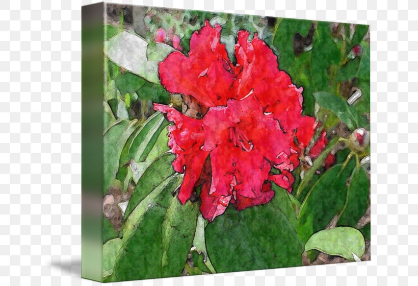 Azalea Canna Annual Plant Herbaceous Plant, PNG, 650x560px, Azalea, Annual Plant, Canna, Canna Family, Canna Lily Download Free