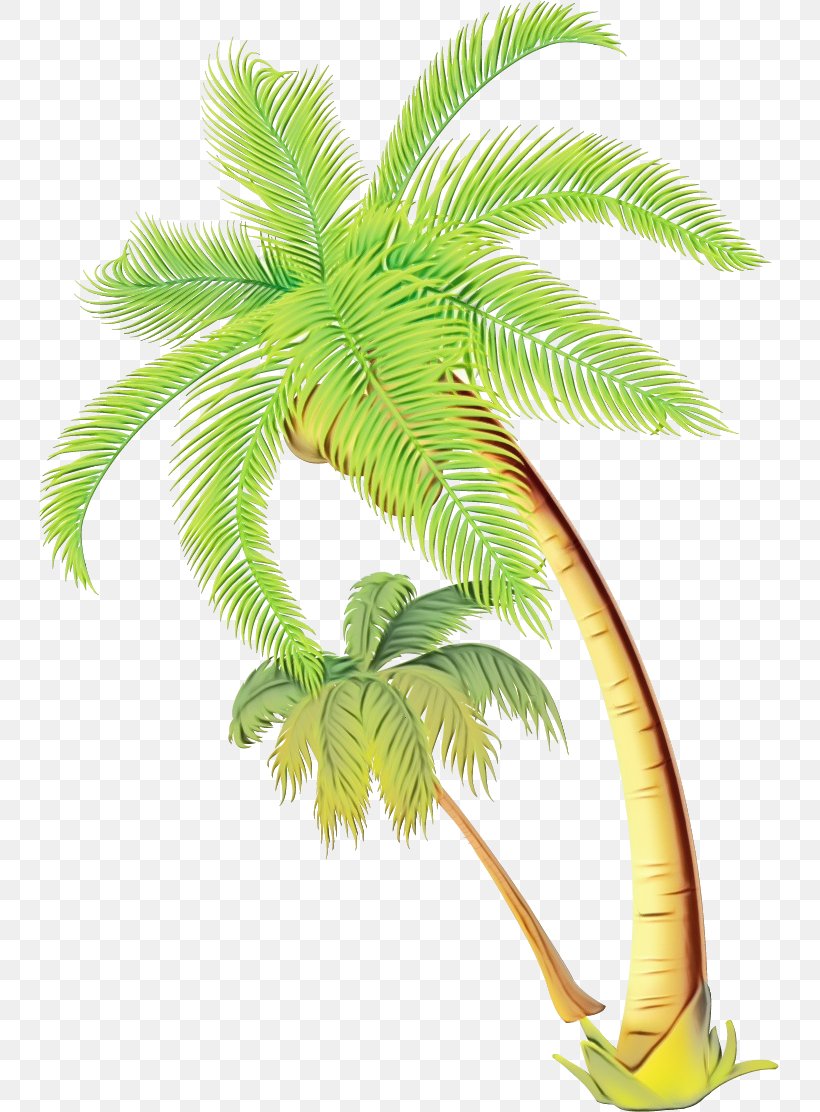 Coconut Tree Drawing, PNG, 741x1112px, Watercolor, Arecales, Attalea Speciosa, Blue Raspberry Flavor, Botany Download Free
