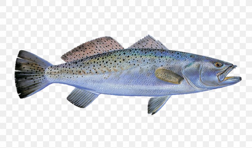 Coho Salmon Trout Fish Products Cod Fishing, PNG, 900x530px, Coho Salmon, Barramundi, Bass, Bonito, Bony Fish Download Free