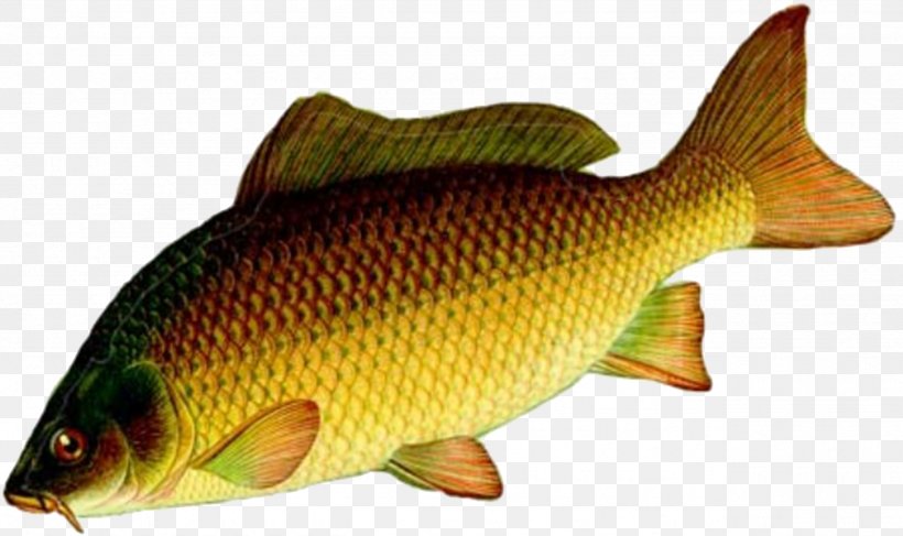 Mirror Carp Brook Lamprey Fishing Cypriniformes, PNG, 2559x1520px, Mirror Carp, Angling, Bait, Bass, Bony Fish Download Free
