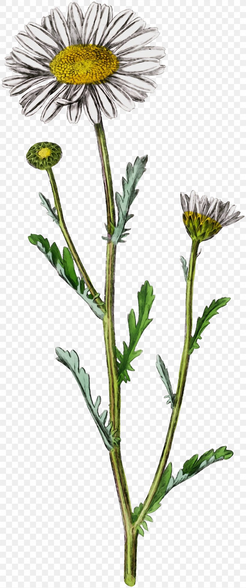 Oxeye Daisy Sow Thistles Dandelion Roman Chamomile Golden Samphire, PNG, 1505x3600px, Oxeye Daisy, Chamomile, Chamomiles, Daisy Family, Dandelion Download Free