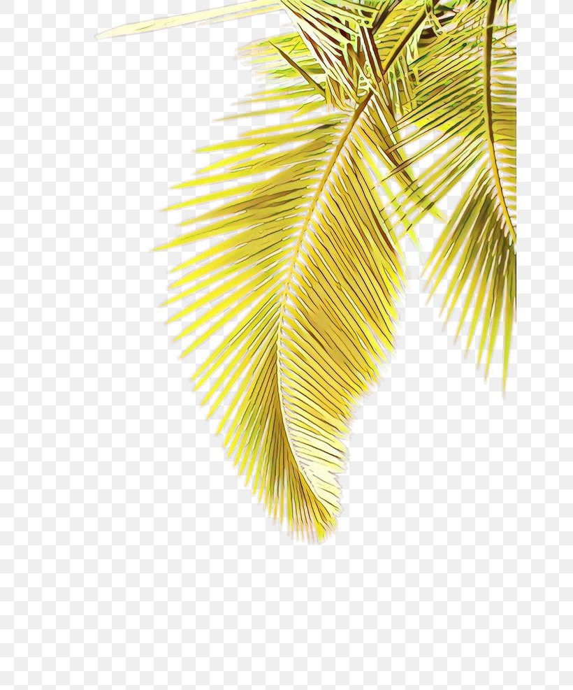 Palm Tree, PNG, 658x987px, Cartoon, Arecales, Branch, Fashion Accessory, Feather Download Free