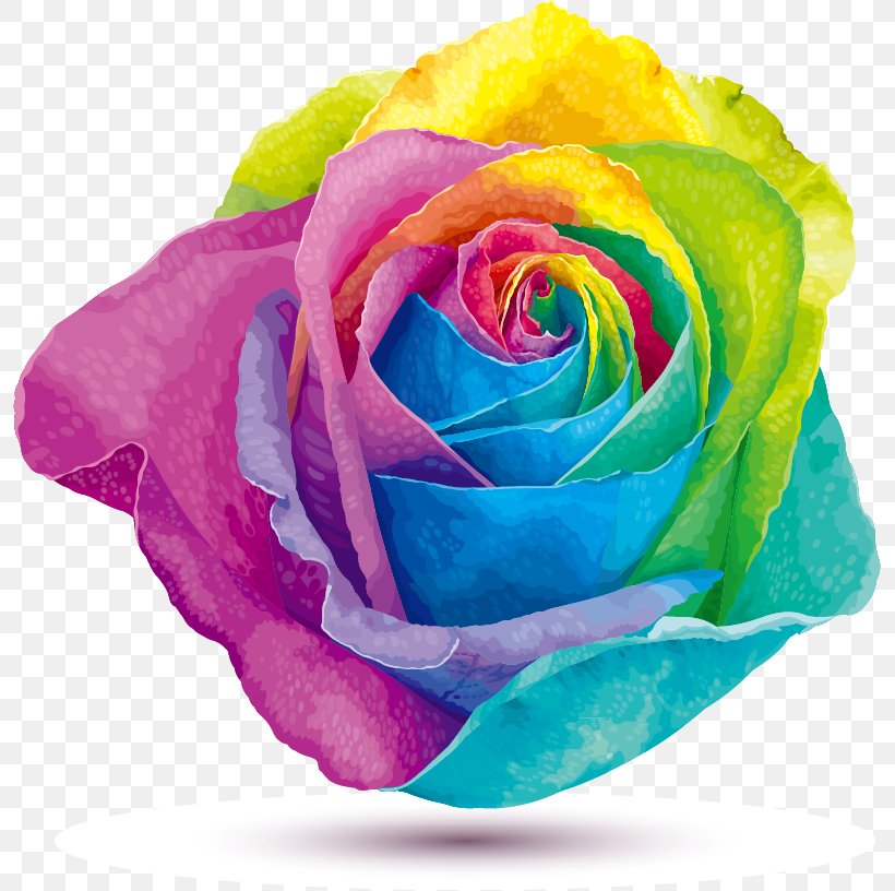 Rainbow Rose Stock Photography Color, PNG, 795x816px, Rose, Color, Cut Flowers, Floral Design, Flower Download Free