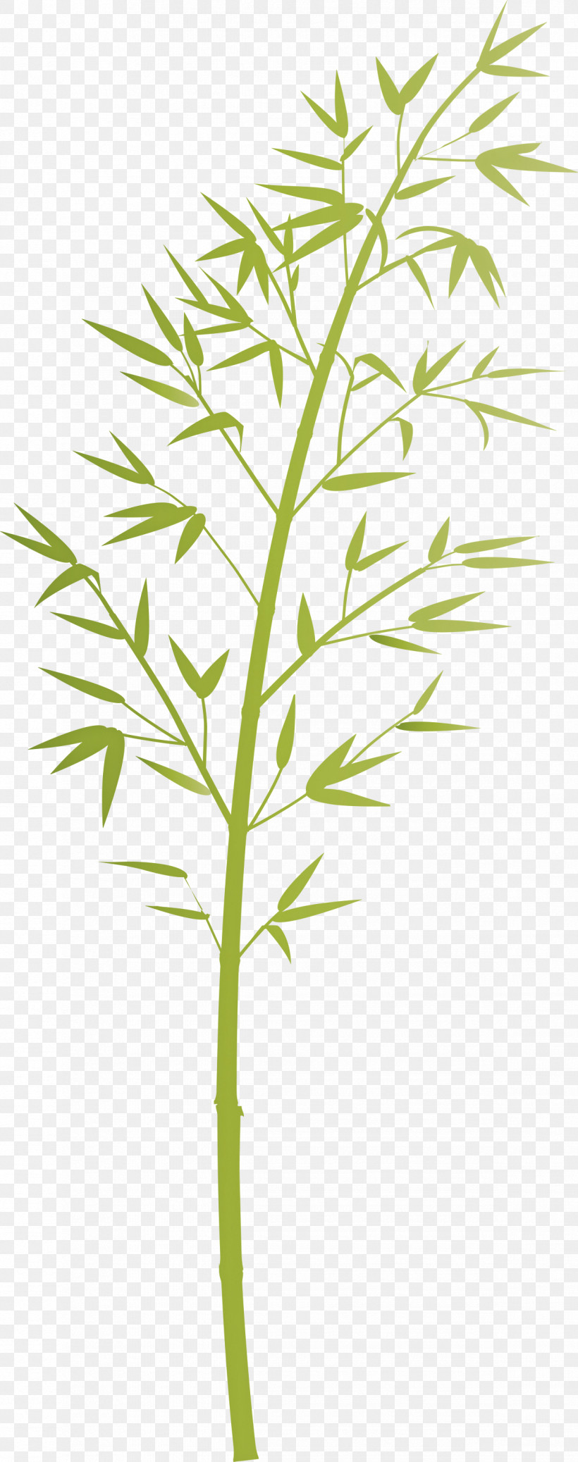 Bamboo Leaf, PNG, 1185x3000px, Bamboo, Flower, Grass, Grass Family, Herb Download Free